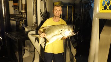 Гигантский каранкс атакован барракудой