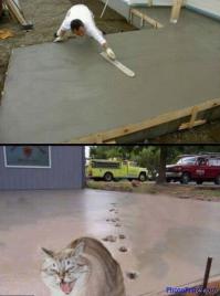 Коты помощники 