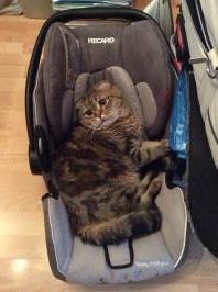 Наглая морда