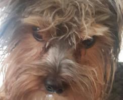 У меня опасней зверюга