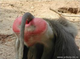 Сразу видно Обама завелся, аж шишкарь дымит