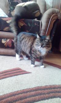 Вот мой,натуральный шерстяной *****ас.