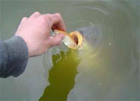 У меня дед,охотник и рыболов.Обьездел всю Россию(СССР тогда ещё).Как то он приехал в какие-то угодья.Общались с егерем,на каком-то пирсе беседа велась.Потом егерь повернулся к воде и стал звать,Маня,Маня.Плывёт к нему чушка осетриная кг.За 100.Он ей хлебушка покрошил.Говорил,что давалсь даже икру с неё брать.Раньше мой дед ходил в походы на байдарках.В Нии работал.Мужик душа компании.Всегда он собирал.Походы-одна интелегенция,можно сказать.Рыбы было,на байдарке идёшь по Ахтубе,а под тобой косяки жереха проходят.
А сейчас,нет нигде рыбы.В Сибири,разве что.