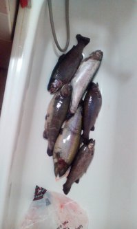 Вчера надрал.