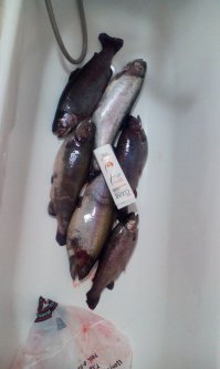 Традиционный фестиваль горной форели 