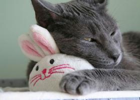 Животные, обнимающие мягкие игрушки