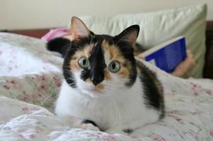 Лучшие фотографии кошек всех времен и народов