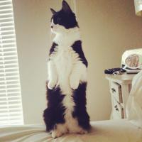 Лучшие фотографии кошек всех времен и народов