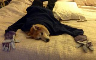 Точно подобранные фотографии собак