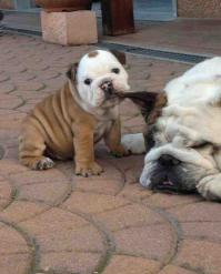 Точно подобранные фотографии собак