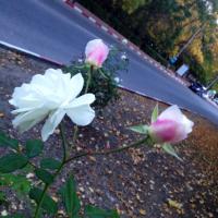Фотоподборка за 16.10.2014