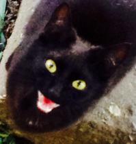 Вот это коты!!