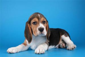 Одна из моих любимых пород собак (Бигль), с ними и о шерсти не надо беспокоиться так как они короткошерстные и не линяют, очень любят детей добрые веселые игривые и послушные.