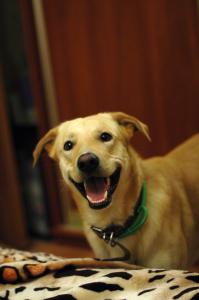 Пшли гулять!