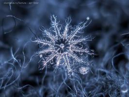 Как фотографировать снежинки