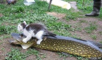 челябинские котята настолько суровы...
