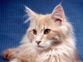 Фишкина солянка за 07.10.2014 