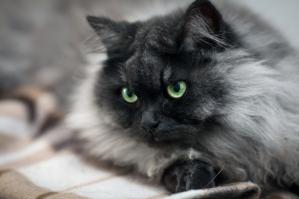 Фишкина солянка за 07.10.2014 