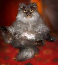 Фишкина солянка за 07.10.2014 