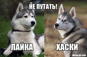с какого хрена это лайка? Обе собаки хаски