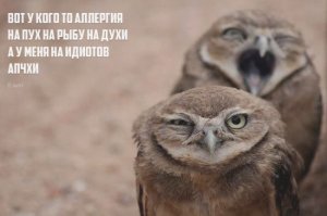 Точно ИДИёТ, этот шашлык не я готовил))))))