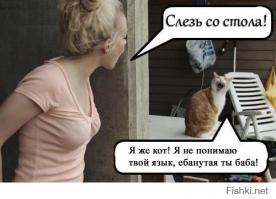 Как нужно разговаривать со своим котом