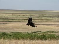 Оренбургские степи которым не ни начала ни конца.Степь может быть разнообразной и всегда прекрасной ,только в степи ты себя ощущаешь по истине свободным и вольным человеком!