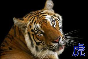 Общий гороскоп Тигра на год Синей Козы

Астролог Марина Успенская, *1001 Гороскоп*

Тигр привык во многом полагаться на судьбу, и в 2015 году это откроет перед ним большие перспективы! В год синей Козы интуиция Тигра достигнет огромных высот, так что, действуя по ситуации и по наитию, Тигр сумеет оставить далеко за спиной людей, которыми руководит лишь логика и трезвый расчет. Так уж получилось, что хозяйка года – Коза – сама не из тех, кто просчитывает каждый свой шаг заранее. В 2015 году она будет покровительствовать людям с горячим сердцем, которые, подобно Тигру, используют подворачивающийся под руку шанс, вместо того, чтобы долго и нудно анализировать его.

В год синей Козы Тигр будет нюхом чувствовать, какое дело окажется успешным и прибыльным, а какое, несмотря на привлекательность, нет. Благодаря своему сверхчутью, он сумеет сделать большие успехи в карьере, бизнесе и отношениях с противоположным полом. Даже в авантюрных проектах Тигр способен выйти сухим из воды! Впрочем, звезды китайского гороскопа советуют ему не терять осторожности и не провоцировать судьбу: в 2015 году везение Тигра велико, но все-таки не бесконечно.