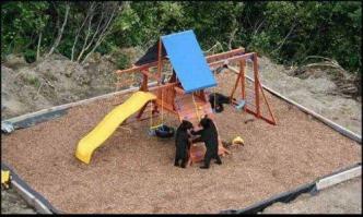 Медведь зашел в гости