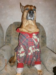 у меня по-другому..какие тут на ручки, а ну - быстро все с любимого кресла))...пару лет назад тёща приезжала, в кресле вечером сидела, так пёс уселся напротив и минут 20 так пристально смотрел на неё...уступила кресло))