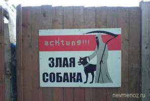 История спасения одного бультерьера