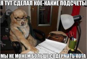 Любопытные факты о собаках