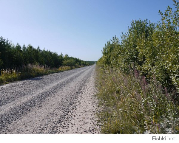 Наши северные леса )