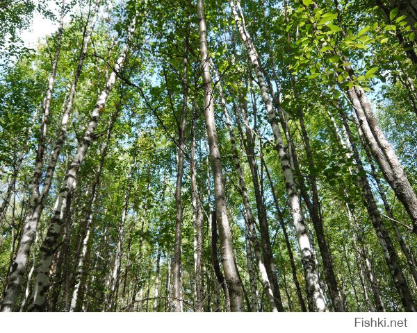 Наши северные леса )