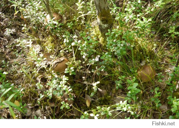 Наши северные леса )