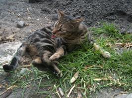 Смешные коты с языками наружу