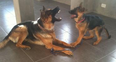 мои зубастики
после этих я понимаю, что о других бойцовских лучше даже и не задумываться, сил не хватит...