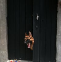 Неожиданно из-за дерева показалась чья-то морда