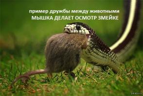 Странные и невероятные примеры дружбы животных