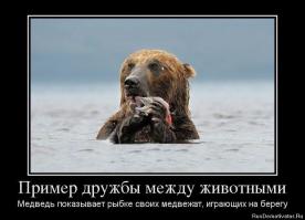 Странные и невероятные примеры дружбы животных