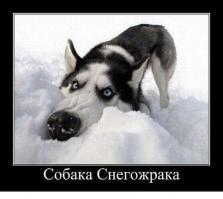Интересные факты о хаски