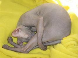 25 кошачьих поз для сна