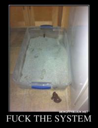 В каждом коте живет маленький дьявол