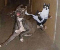 Боевые коты