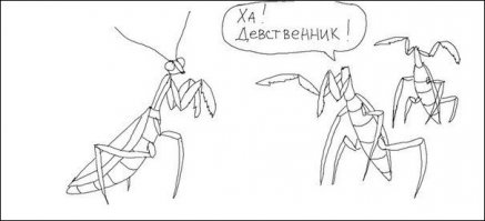  Самые красивые богомолы