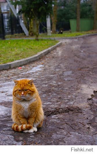 Ну про рыбный день, так про рыбный! 
Есть у моей подруги кот Васька, рыжий, рыжий и такой же хитрый, хитрый, а еще всегда голодный, голодный. 
Ну вот,чистит подруга семгу, а кот на стуле в сторонке от стола наблюдает за этим процессом. В какой- то момент подруга отворачивается от стола ко мне (я сижу с другой стороны стола и тоже наблюдаю за процессом чистки рыбы и краем глаза за Васькой), кот срывается в прыжке (ну он представляет себя не меньше пумы), хватает из под рук рыбину и летит с ней в сторону отверстия в подполье.
Но вот ПЕЧАЛЬКА, отверстие для котов в подполье не совместимо с габаритами семги. Кот в подполье, а рыбина на полу.
Кто не любит читать, прилагаю картинки.
Комментарии к картинкам
1. Васька в ожидании
2. Он же в прыжке (в представлении Васьки)
3,4. Вид со стороны (как вижу я)
5. Печалька, рыбу отобрали,еще и поддали