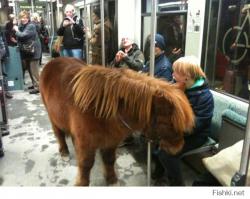 Почти жива, прикидываюсь рабочим пони.