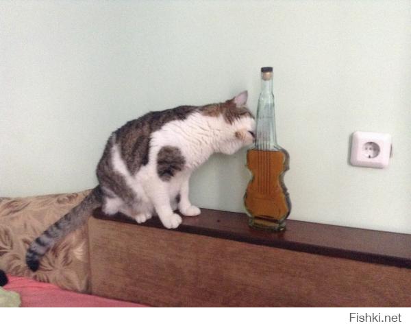 Не-е-е, у нас даже коты знают, что коньяк больше греет!!!