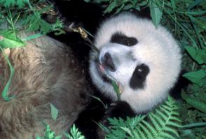 И я панда гармоничная. Надо аватарку срочно менять!