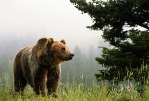 Эх, везет же кому-то жить около моря! А у нас соседи только бурые медведи!:)